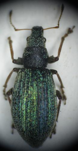 Polydrusus pulchellus